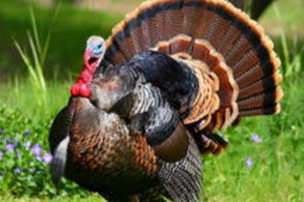 2015养火鸡赚钱吗?2015火鸡养殖前景及市场价格分析