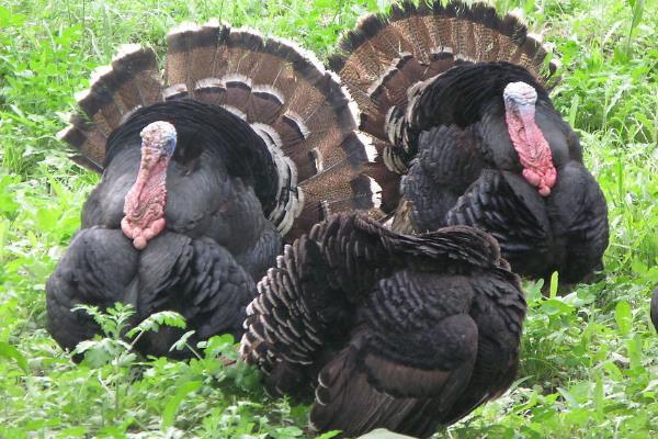 2015养火鸡赚钱吗?2015火鸡养殖前景及市场价格分析