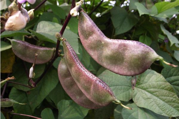 2018种扁豆赚钱吗?扁豆种植的利润与投资成本及前景预测