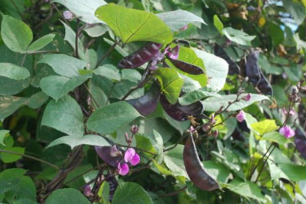 2018种扁豆赚钱吗?扁豆种植的利润与投资成本及前景预测