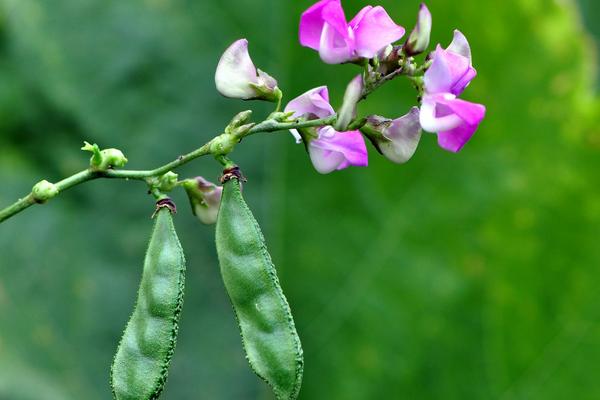 2018种扁豆赚钱吗?扁豆种植的利润与投资成本及前景预测