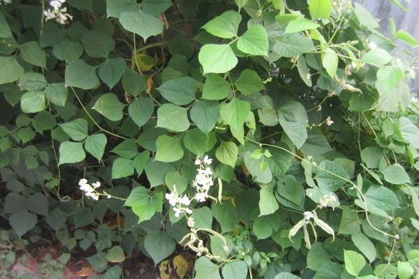 2018种扁豆赚钱吗?扁豆种植的利润与投资成本及前景预测