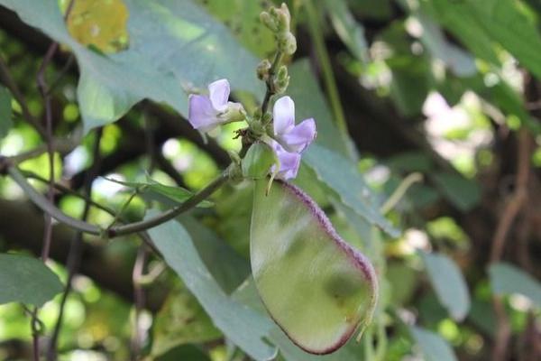2018种扁豆赚钱吗?扁豆种植的利润与投资成本及前景预测