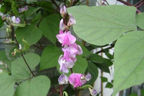 2018种扁豆赚钱吗?扁豆种植的利润与投资成本及前景预测