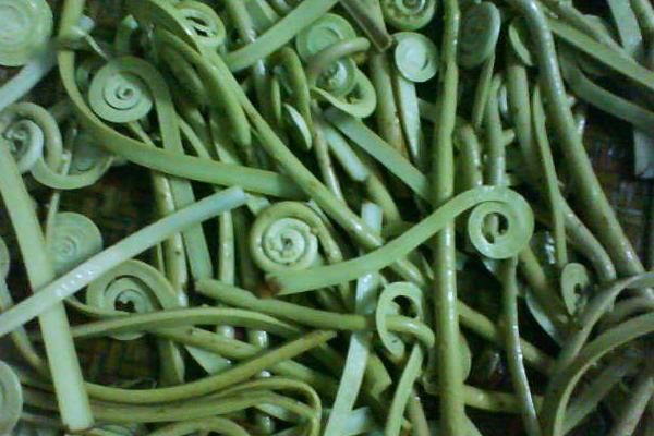 2018种蕨菜赚钱吗?蕨菜种植的利润与投资成本及前景预测