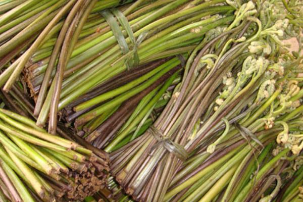 2018种蕨菜赚钱吗?蕨菜种植的利润与投资成本及前景预测