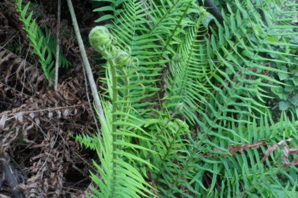 2018种蕨菜赚钱吗?蕨菜种植的利润与投资成本及前景预测