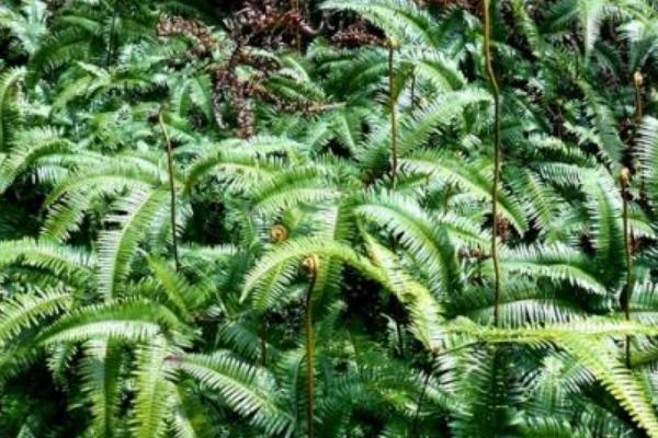 2018种蕨菜赚钱吗?蕨菜种植的利润与投资成本及前景预测