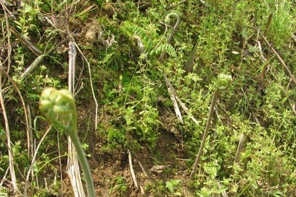 2018种蕨菜赚钱吗?蕨菜种植的利润与投资成本及前景预测