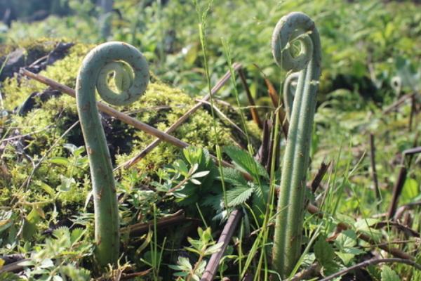 2018种蕨菜赚钱吗?蕨菜种植的利润与投资成本及前景预测