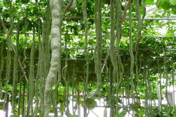 2018种蛇瓜赚钱吗?蛇瓜种植的利润与投资成本及前景预测