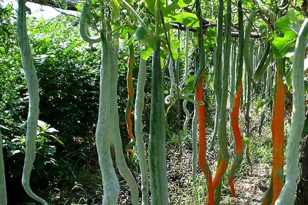 2018种蛇瓜赚钱吗?蛇瓜种植的利润与投资成本及前景预测