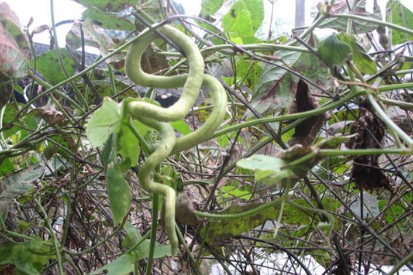 2018种蛇瓜赚钱吗?蛇瓜种植的利润与投资成本及前景预测