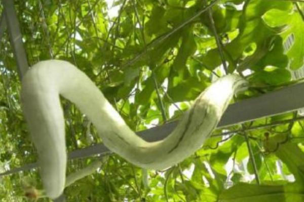 2018种蛇瓜赚钱吗?蛇瓜种植的利润与投资成本及前景预测