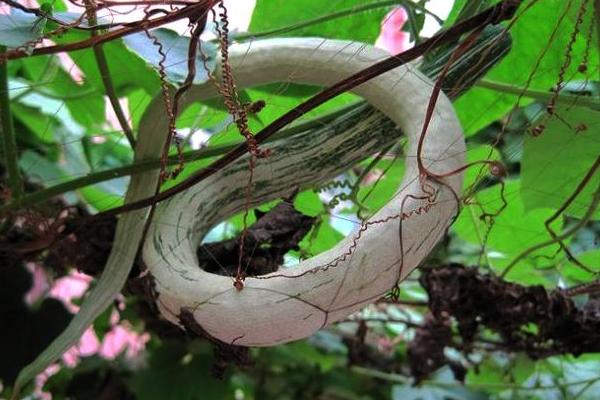 2018种蛇瓜赚钱吗?蛇瓜种植的利润与投资成本及前景预测