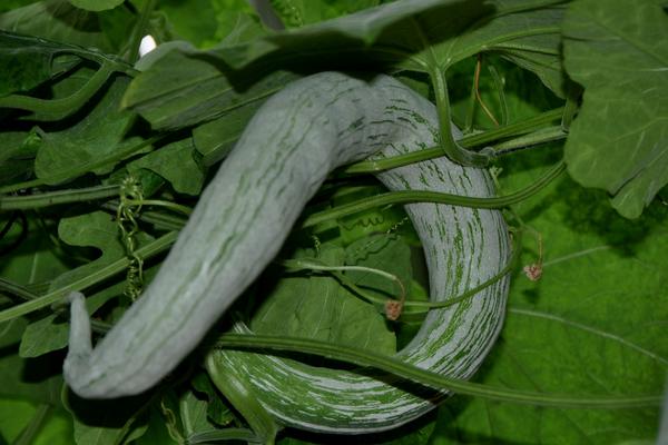 2018种蛇瓜赚钱吗?蛇瓜种植的利润与投资成本及前景预测