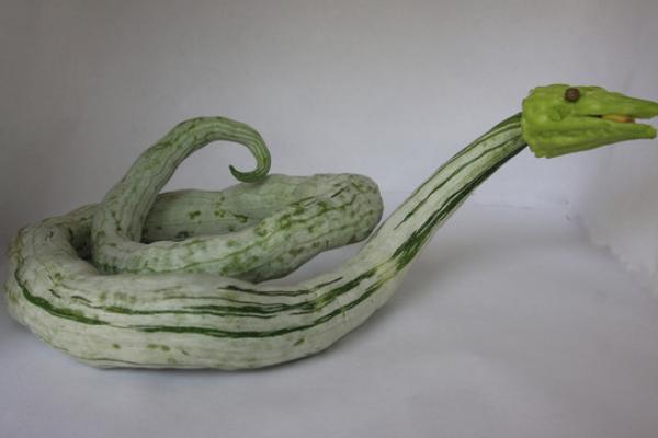 2018种蛇瓜赚钱吗?蛇瓜种植的利润与投资成本及前景预测