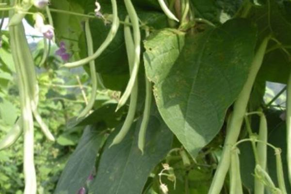 2018种芸豆赚钱吗?芸豆种植的利润与投资成本及前景预测