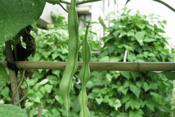 2018种芸豆赚钱吗?芸豆种植的利润与投资成本及前景预测