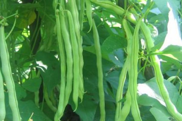 2018种芸豆赚钱吗?芸豆种植的利润与投资成本及前景预测