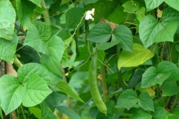 2018种芸豆赚钱吗?芸豆种植的利润与投资成本及前景预测