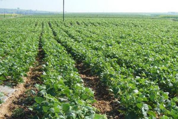 2018种芸豆赚钱吗?芸豆种植的利润与投资成本及前景预测