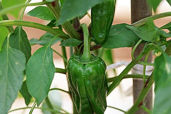 2018种青椒赚钱吗?青椒种植的利润与投资成本及前景预测