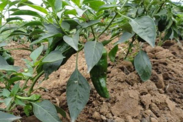 2018种青椒赚钱吗?青椒种植的利润与投资成本及前景预测