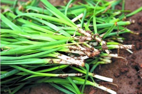 韭菜价格多少钱一斤