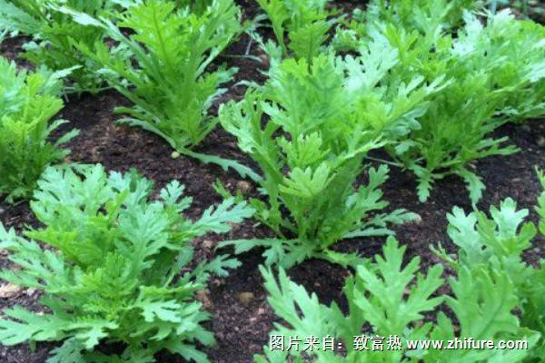 2018种茼蒿赚钱吗?茼蒿种植的利润与投资成本及前景预测