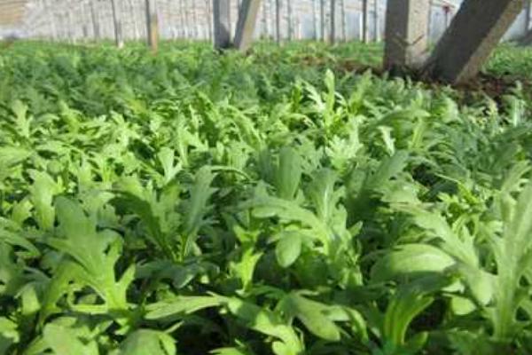 2018种茼蒿赚钱吗?茼蒿种植的利润与投资成本及前景预测