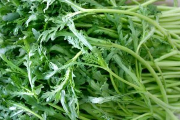 2018种茼蒿赚钱吗?茼蒿种植的利润与投资成本及前景预测