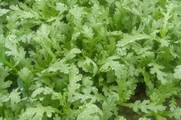 2018种茼蒿赚钱吗?茼蒿种植的利润与投资成本及前景预测