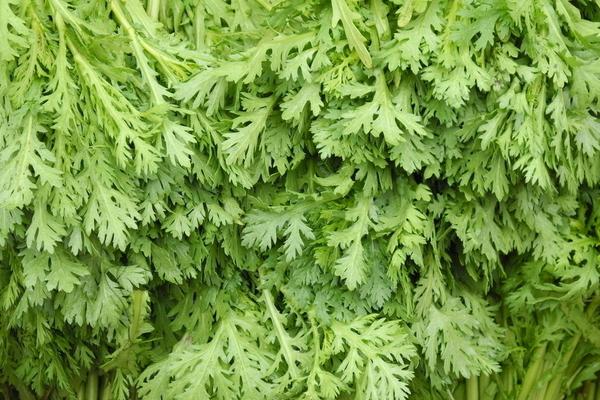 2018种茼蒿赚钱吗?茼蒿种植的利润与投资成本及前景预测