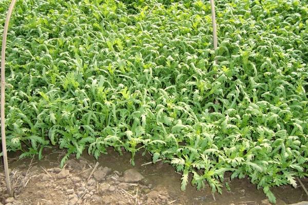 2018种茼蒿赚钱吗?茼蒿种植的利润与投资成本及前景预测