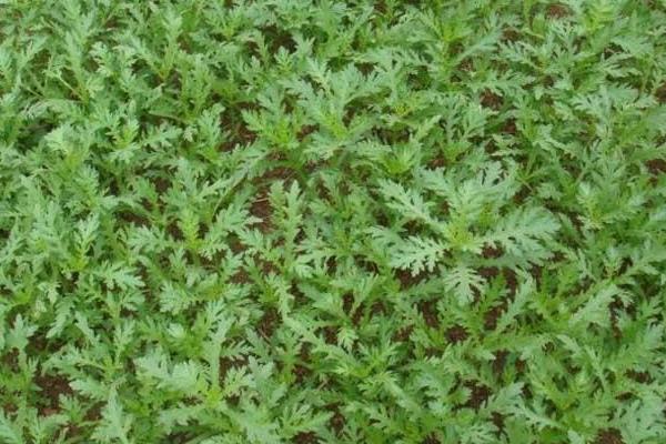 2018种茼蒿赚钱吗?茼蒿种植的利润与投资成本及前景预测