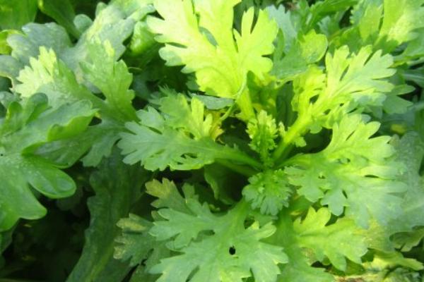 2018种茼蒿赚钱吗?茼蒿种植的利润与投资成本及前景预测