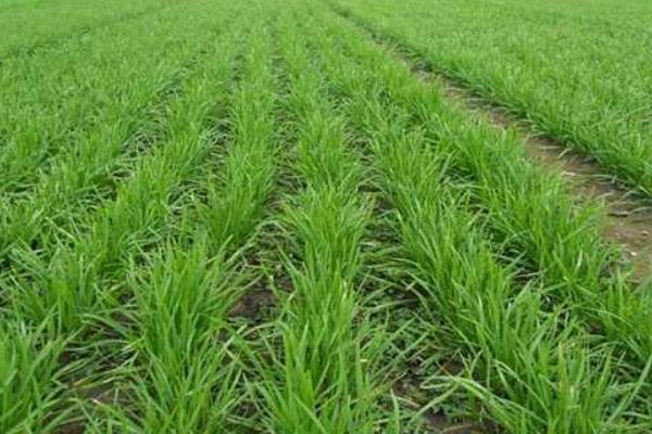 韭菜怎么种