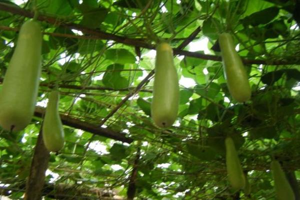 2018种瓠子赚钱吗?瓠子种植的利润与投资成本及前景预测