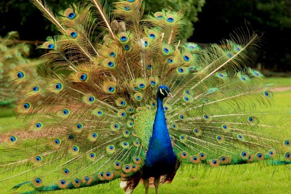 2015养孔雀赚钱吗?2015孔雀养殖前景及市场价格分析