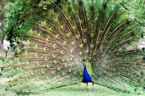 2015养孔雀赚钱吗?2015孔雀养殖前景及市场价格分析