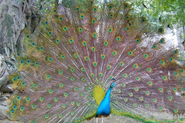 2015养孔雀赚钱吗?2015孔雀养殖前景及市场价格分析