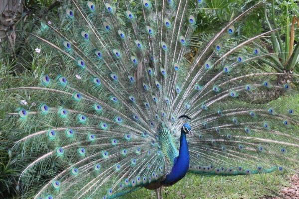 2015养孔雀赚钱吗?2015孔雀养殖前景及市场价格分析