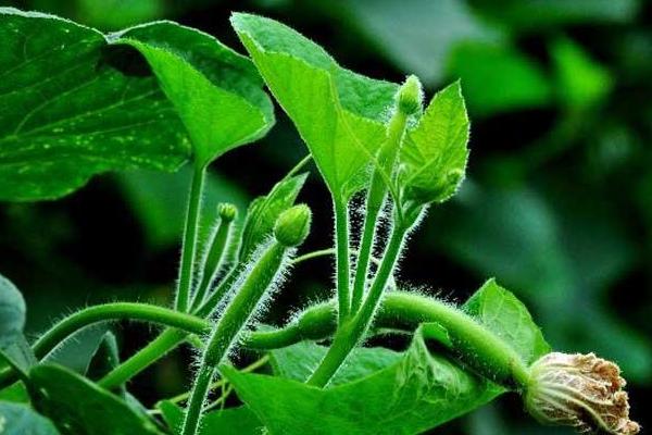 2018种瓠子赚钱吗?瓠子种植的利润与投资成本及前景预测