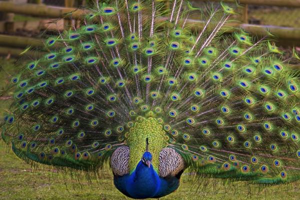 2015养孔雀赚钱吗?2015孔雀养殖前景及市场价格分析