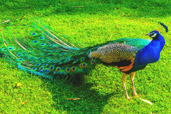2015养孔雀赚钱吗?2015孔雀养殖前景及市场价格分析