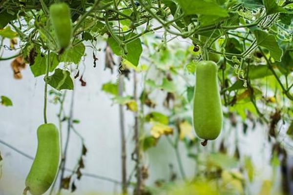 2018种瓠子赚钱吗?瓠子种植的利润与投资成本及前景预测