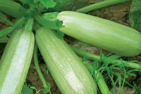 2018种瓠子赚钱吗?瓠子种植的利润与投资成本及前景预测