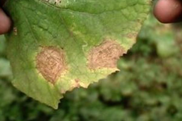 2018种瓠子赚钱吗?瓠子种植的利润与投资成本及前景预测