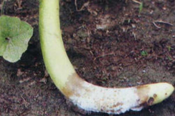 2018种瓠子赚钱吗?瓠子种植的利润与投资成本及前景预测